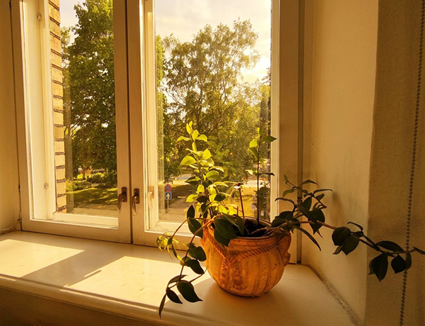 Lähivaade Hostel Lõuna Queen toa aknast avanevale rohelisele pargile, aknalaual on retrostiilis potis toataim.